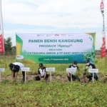 Petrokimia Gresik panen kangkung di lahan petani binaan. foto: SYUHUD/ BANGSAONLINE