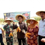 Bupati Kediri Haryanti Sutrisno saat Gerakan Panen Jagung Serentak bersama Kementerian Pertanian (Kementan) di Desa Pelemahan, Kecamatan Pelemahan, Kediri.