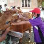 Dinas Peternakan dan Perikanan Kabupaten Blitar saat melakukan pemeriksaan hewan ternak sapi di Desa Serang, Kecamatan Panggungrejo, Kabupaten Blitar.