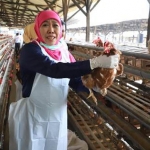 Gubernur Jawa Timur Khofifah Indar Parawansa memegang ayam petelur  saat melakukan kunjungan ke Kelompok Telur Intan di Kecamatan Tumpang, Malang, Minggu (17/11). foto: istimewa/ bangsaonline.com