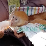 Lutung Budeng, salah satu satwa liar dan dilindungi yang ditemukan di salah satu rumah tersangka.