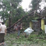 Salah satu rumah warga yang tertimpa pohon akibat puting beliung.