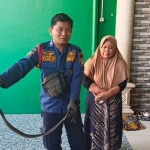 Petugas Damkar Gresik ketika menunjukkan kobra dari bawah kulkas rumah warga. Foto: Ist