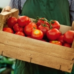 5 Buah dan Sayur yang Sebaiknya Tidak Disimpan di Kulkas. Foto: Ist