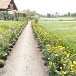 Lahan pertanian ramah lingkungan di Kecamatan Sekaran Lamongan. 