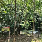 Papan pengumuman juga sudah di pasang di pinggir sungai agar warga selalu waspada dengan keberadaan buaya. Foto: MUJI HARJITA/ BANGSAONLINE.com 