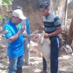 Petugas sedang melakukan inseminasi buatan pada kambing.