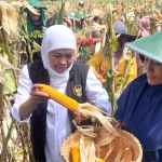 Gubernur Jawa Timur Khofifah Indar Parawansa saat panen jagung jenis Hibrida Varietas TKS 234 atau Reog 234 di Jalan Industri Utara Taman Wengker, Ponorogo.