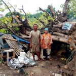 Suparno dan Siti, istrinya menunjukkan pohon Ambar yang hampir menimpa dia dan keluarganya. foto: YUDI EP/ BANGSAONLINE