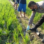 Petugas sedang menunjukkan lokasi tersengatnya korban.