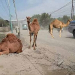 Salah satu meme dari netizen yang menggambarkan bahwa jalan Betoyo-Pecuk mirip gurun pasir sehingga terdapat banyak unta. foto: istimewa