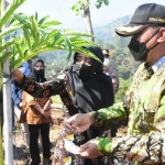 Bupati Ikfina ketika mendampingi petani Margo Tani Desa Jembul panen 15 ton umbi porang pada lahan dua hektare. (foto: ist)