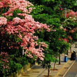 Pohon Tabebuya yang sedang berkemaran di salah satu jalan protokol.