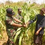 Pengecekan tanaman jagung untuk memastikan agar tidak terjadi gagal panen.
