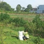 Lahan pertanian di Junrejo, Kota Batu.