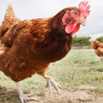 Ayam perkasa. foto: theguardian