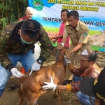 DKPP Kabupaten Pamekasan saat melakukan pemeriksaan hewan qurban di penampungan di jalan Sersan Mesrul Pamekasan. foto: ERRI/ BANGSAONLINE