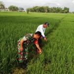 Babinsa Sertu Sukirno, lakukan pendampingan pada Kelompok Tani Ngudi Tani di lahan milik Parman (54) Desa Bedoho, Jiwan, Kabupaten Madiun, Rabu (5/2/2020).