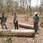Petugas menunjukkan barang bukti berupa pohon jati yang sudah digergaji menjadi beberapa bagian.