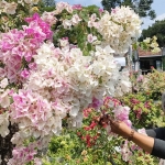 Heni Ifawati, pemilik kedai kopi kali sekaligus pemilik kebun bunga Bougenville saat merapikan ranting bunga Bougenville jenis sakura di Jalan Erlangga, Katang, Kecamatan Ngasem Kabupaten Kediri. foto: MUJI HARJITA/ BANGSAONLINE