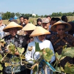 Gubernur Jatim Khofifah Indar Parawansa didamping Bupati Tuban Fathul Huda saat panen melon.