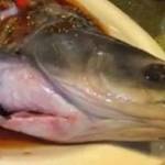 Potongan kepala ikan abu-abu ‘duduk’ di tepi piring.
