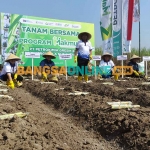 Tebang dan tanam tebu di Desa Jrambe, Kecamatan Dlanggu, Kabupaten Mojokerto. Foto: YUDI EKO PURNOMO/BANGSAONLINE