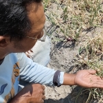 Waras, salah satu petani bawang merah di Desa Paron saat menunjukkan ulat grayak yang menyerang tanaman bawang merah miliknya. foto: MUJI HARJITA/ BANGSAONLINE