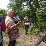 Pengunjung saat memetik buah jeruk. (foto: ist).