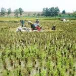 ENGGAN. Warga sekitar ladang minyak dan gas bumi (migas) Banyu Urip, Blok Cepu di Bojonegoro mulai enggan menjadi buruh tani. Petanipun mulai kesulitan mencari buruh tani asal Bojonegoro sendiri. foto : eky nur hady/bangsaonline