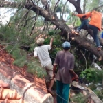 Banyak pohon tumbang menimpa rumah warga Pamekasan.