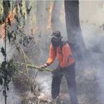 Petugas BPBD memadamkan kobaran api yang membakar hutan pinus di Gunung Semeru, Kabupaten Lumajang, Jawa Timur. foto: metrotvnews.com