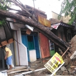 Sebuah pohon di trotoar tercerabut hingga akar-akarnya dan roboh menimpa sebuah ruko di Jalan Gajah Mada Bojonegoro.