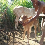 LANGKA: Pemilik saat menunjukkan sapinya yang bermuka aneh. foto: GUNAWAN/ BANGSAONLINE