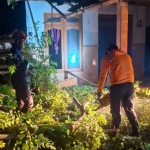 Petugas BPBD Sampang saat memotong bagian ranting pohon yang tumbang