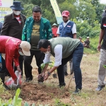 Bupati Pamekasan, Baddrut Tamam,  saat menghadiri penanaman 1.000 pisang cavendish di Desa Samatan, Kecamatan Proppo, Kabupaten Pamekasan.