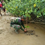 Penanaman pohon bakau.