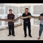 Pengusaha Sueb Abdullah saat menunjukkan ular piton yang masuk ke kafenya. (foto: SYUHUD/ BANGSAONLINE)