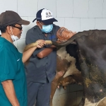 Kegiatan pelayanan embrio transfer indukan sapi di Kecamatan Tutur.