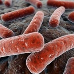 Bakteri necrotising fasciitis. mematikan. foto: mirror.co.uk