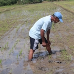 Sutrisno saat meninjau tanaman padi yang diserang hama tikus. (foto: AAN AMRULLOH/BANGSAONLINE)