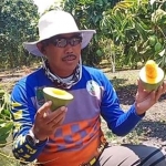 Hariyono sedang memperlihatkan mangga alpukat.