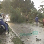 Pohon tumbang di Gudo, Jombang, pasca diterjang angin puting beliung, Sabtu (18/1) kemarin. foto: RONY S/ BANGSAONLINE