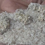 Kondisi beras yang kurang layak dikonsumsi. foto: RONY S/ BANGSAONLINE