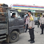 Kapolresta Sidoarjo, Kombes Pol Kusumo Wahyu Bintoro, saat mengecek pengangkut sapi di wilayahnya.