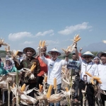 Bupati Nganjuk Novi dan Dirjen Kementerian Suwandi menunjukkan jagung varietas Nasa pada panen raya. foto: BAMBANG/ BANGSAONLINE