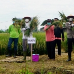 Forkopimda Kota Surabaya bersama poktan melakukan panen raya padi seluas 2 hektare di wilayah Kelurahan Pakal, Kecamatan Pakal Surabaya, Selasa (9/3/21).