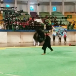 Salah satu partai dalam seleksi Pencak Silat persiapan Popda 2020 di GOR Sultan Abdul Kadirun, Kamis (14/11/2019).