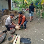 Petugas mengamankan barang bukti sejumlah ayam jago saat penggerebekan lokasi sabung ayam di Krian.