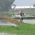 Petani sedang melihat tanaman padinya yang terendam banjir. foto: rahmatullah/ BANGSAONLINE